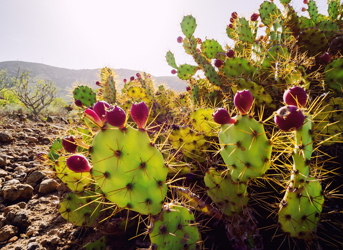 pin-by-manda-enrettl-on-ideas-blooming-cactus-cactus-flower-cactus-garden